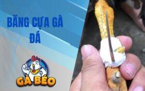 Băng Cựa Gà Đá – Hướng Dẫn Cách Băng Cựa Đúng Kỹ Thuật Cho Sư Kê