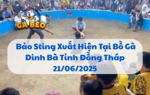 Bảo Sting Xuất Hiện Tại Bồ Gà Dinh Bà Tỉnh Đồng Tháp 21/06/2025