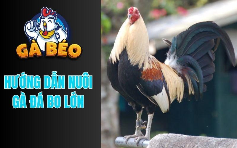 Cách Nuôi Gà Đá Bo Lớn Từ Sư Kê Thomo