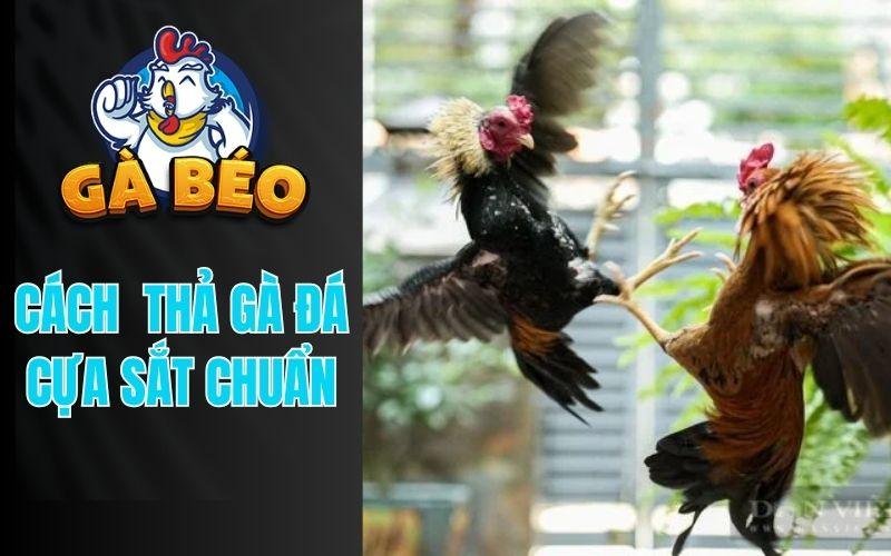 Cách Thả Gà Đá Cựa Sắt Giúp Chiến Kê Giành Chiến Thắng