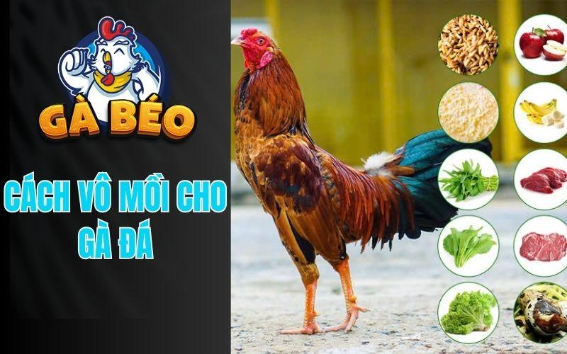 Cách Vô Mồi Cho Gà Đá Chuẩn Nhất