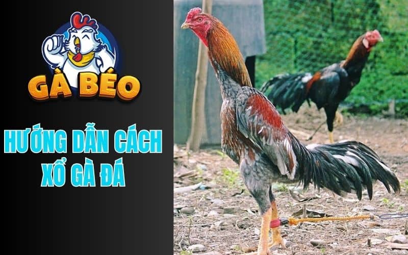 Cách xổ gà từ các sư kê có kinh nghiệm