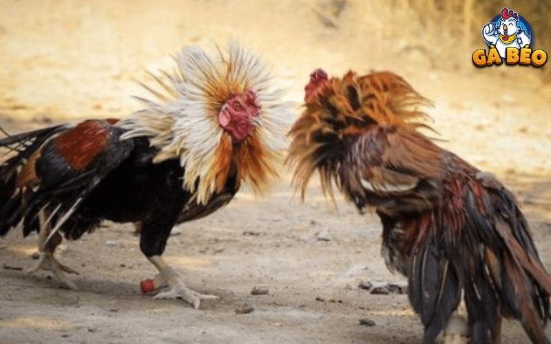 Cần lưu ý gì trong quá trình xổ gà đá
