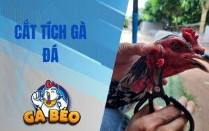 Cắt Tích Gà Đá – Hướng Dẫn Chi Tiết Giúp Chiến Tăng Hiệu Quả Thi Đấu