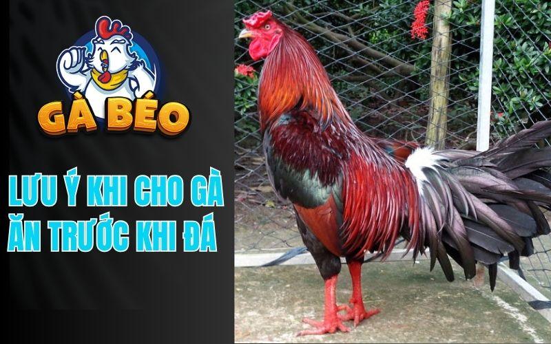 Cho Gà Ăn Trước Khi Đá Cần Lưu Ý Gì?