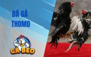 Đá Gà Thomo Là Gì? Khám Phá Sân Chơi Đá Gà Thomo Cùng BLV Gà Béo