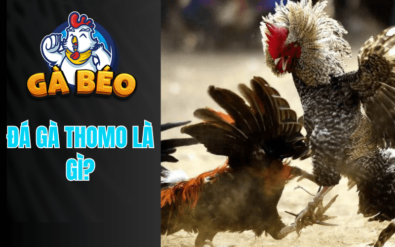 Đá gà Thomo là hoạt động đá gà được tổ chứ tại các bồ gà ở Campuchia Đá gà Thomo là hoạt động đá gà được tổ chứ tại các bồ gà ở Campuchia