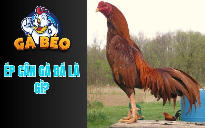 Ép cân gà đá là qua trình giảm trọng lượng cho chiến kê