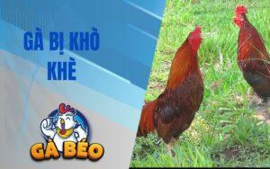 Gà Bị Khò Khè - Nguyên Nhân, Triệu Chứng Và Cách Điều Trị Hiệu Quả