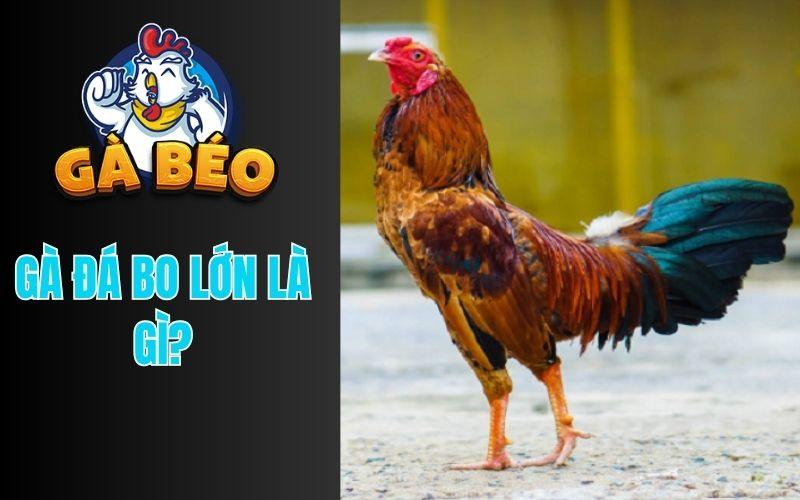 Gà Đá Bo Lớn Là Gì?