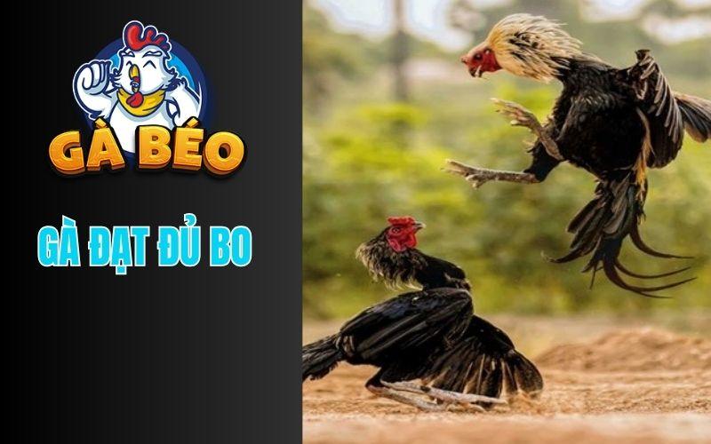 Gà đạt đủ bo sẵn sàng tham gia thi đấu