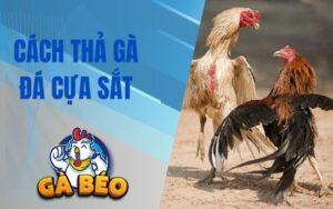 Hướng Dẫn Cách Thả Gà Đá Cựa Sắt Hiệu Quả Khi Thi Đấu Tại Thomo