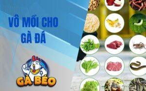 Hướng Dẫn Cách Vô Mồi Cho Gà Đá Giúp Chiến Kê Sung Mãn Bền Bỉ
