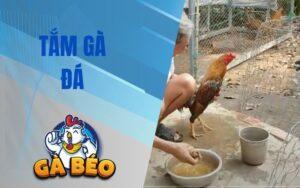 Hướng Dẫn Tắm Gà Đá Đúng Cách Giúp Chiến Kê Khỏe Mạnh Và Sung Mãn