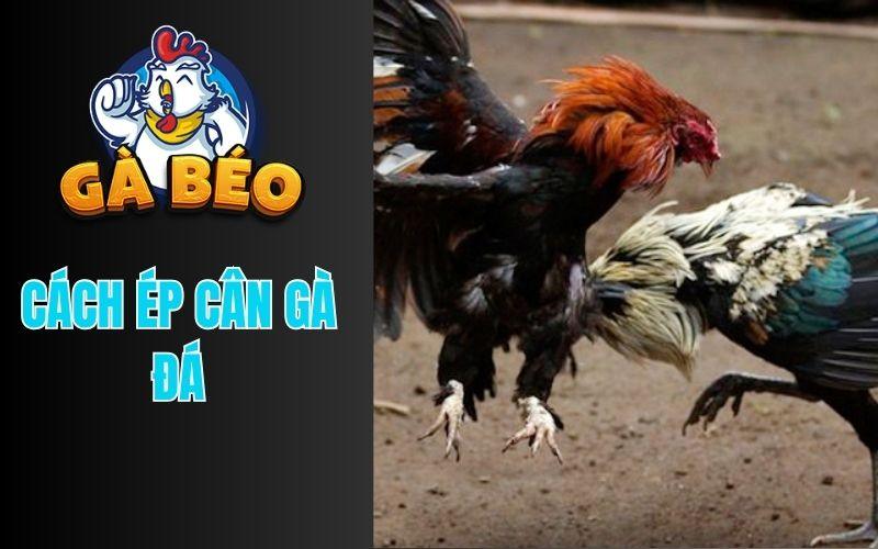 Hướng dẫn cách ép cân gà đá hiệu quả