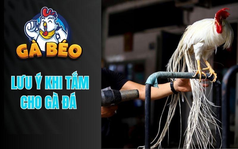 Hướng dẫn cách tắm gà đá đúng kỹ thuật