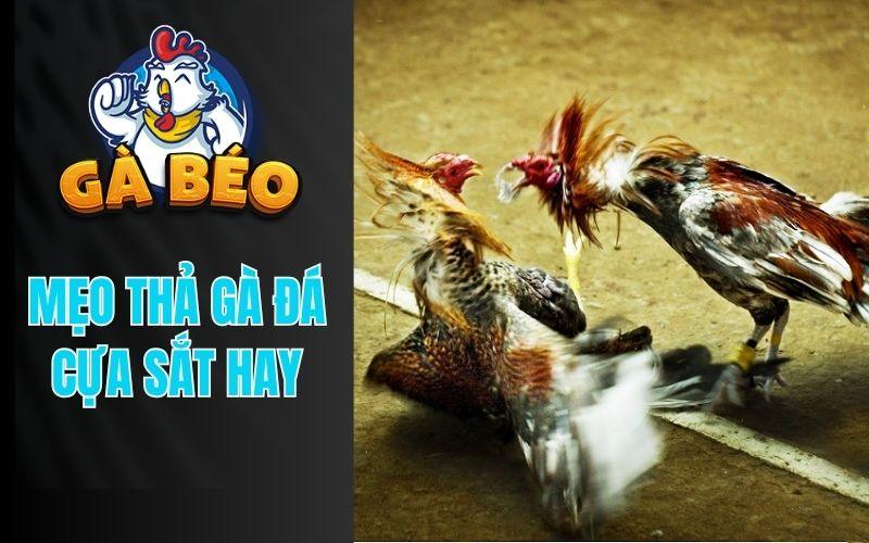 Kinh nghiệm nài gà đá cựa sắt được nhiều sự kê áp dụng