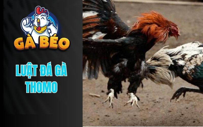 Luật đá gà chung quy đinh tại các trường gà Thomo nổi tiếng hiện nay Luật đá gà chung quy đinh tại các trường gà Thomo nổi tiếng hiện nay
