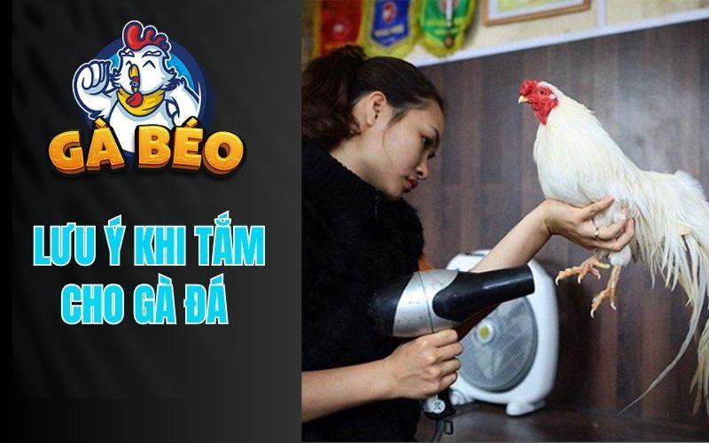 Những lưu ý cụ thể khi tắm gà đá