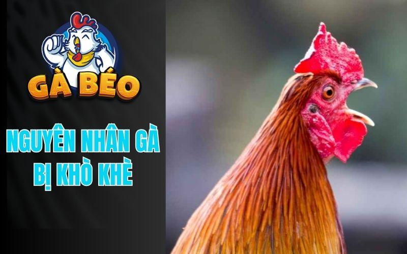 Những nguyên nhân chính dẫn đến tình trạng gà bị khò khè