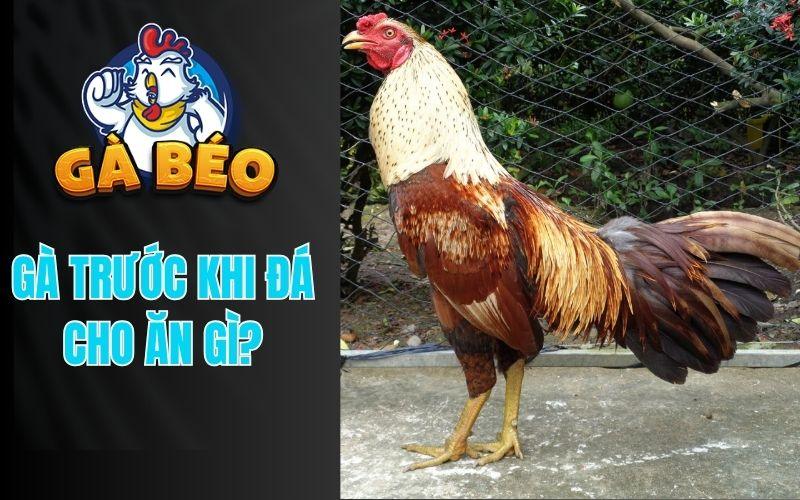 Sư Kê Thomo Cho Gà Ăn Gì Trước Khi Đá Để Chiến Kê Xung Sức, Bo Lớn?