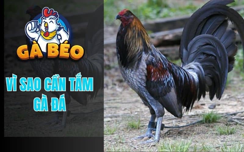 Tắm gà đá mang lại lợi ích lớn cho chiên kê