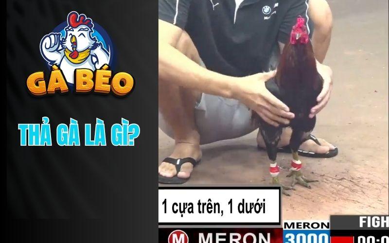 Thả gà đá cựa sắt là gì?