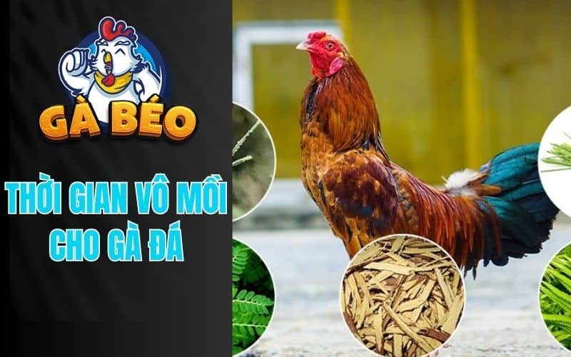 Thời gian vô mồi cho gà đá cheo đúng chế độ chuẩn
