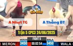 Trận 5 CPC3 24/06/2025 - Cánh Gà Bảo Sting Lật Kèo 5 Lai Đẳng Cấp