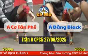 Trận 8 CPC5 27/06/2025 - Anh Đăng Black Góp Mặt Tại Bồ C5