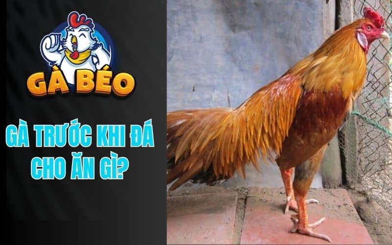 Việc cho gà ăn gÌ trước khi đá quyết định thể trạng và phong độ của chiến kê