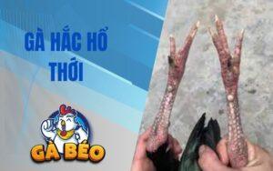 Gà Hắc Hổ Thới Là Gì? Tìm Hiểu Về Chiến Kê Có Ngón Thới Dị Biệt