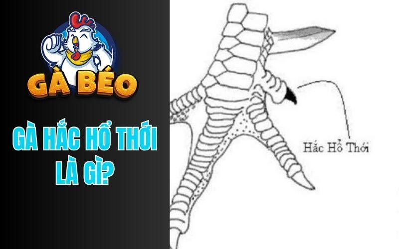 Gà hắc hổ thới là một loại linh kê sở hữu ngón thới màu đen hình dạng như vuốt hổ