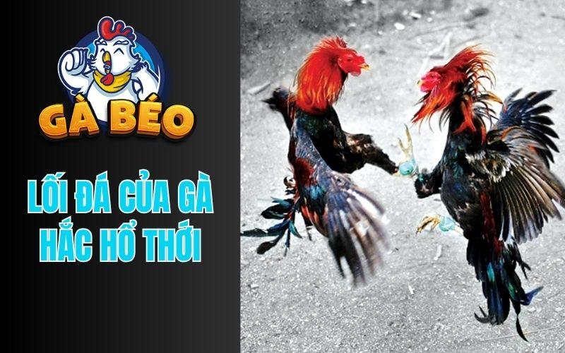 Lối Đá Của Chiến Kê Sở Hữu Hắc Hổ Thới