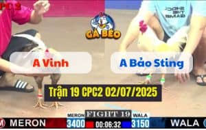 Trận 19 CPC2 02072025 - Gà Cọp Bảo Sting Đá Canh Canh Đúng 3 Chân