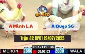 Trận 42 CPC1 19/07/2025 - Gà Anh Minh Long An Tải Cựa Quá Tốt