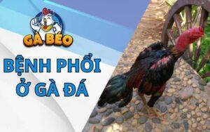 Bệnh phổi ở gà đá