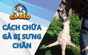 Cách chữa gà bị sưng chân