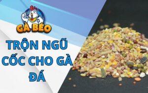 Cách Trộn Ngũ Cốc Cho Gà Đá