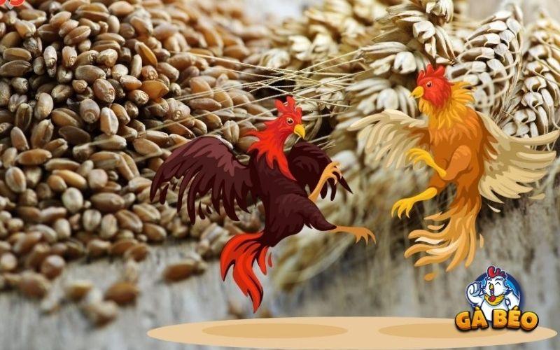 Cho gà ăn ngũ cốc sẽ cải thiện hệ miễn dịch Cho gà ăn ngũ cốc sẽ cải thiện hệ miễn dịch