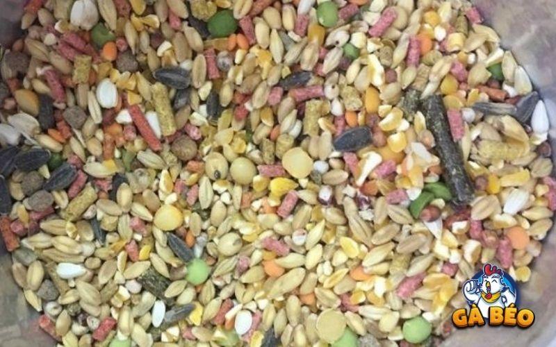 Cho gà ăn ngũ có sẽ giúp gà thèm ăn và giữ phong độ tốt Cho gà ăn ngũ có sẽ giúp gà thèm ăn và giữ phong độ tốt
