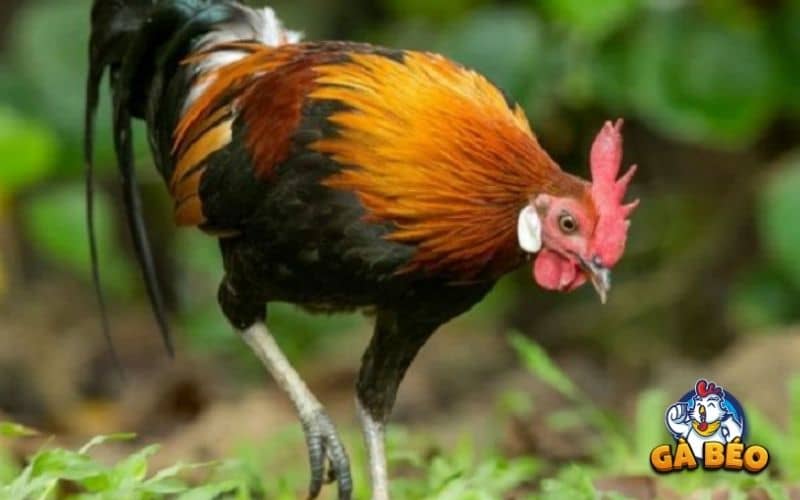 Gà ăn sỏi có nhiều lợi ích mà nhiều sư kê chưa biết Gà ăn sỏi có nhiều lợi ích mà nhiều sư kê chưa biết