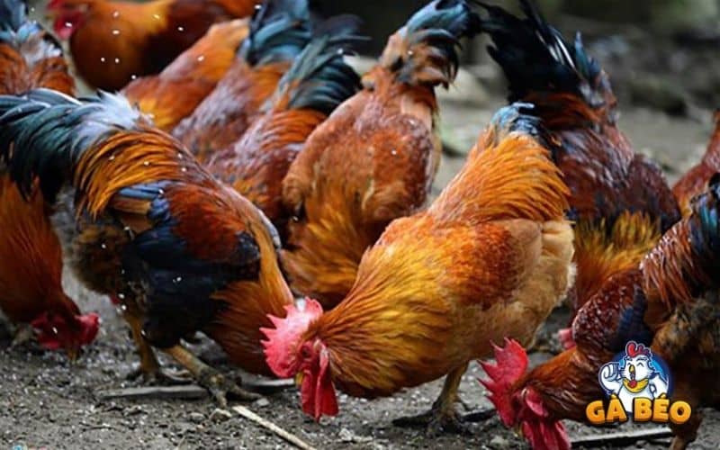 Gà ăn sỏi giúp nghiền nhuyễn thức ăn, hấp thụ chất dinh dưỡng tốt hơn Gà ăn sỏi giúp nghiền nhuyễn thức ăn, hấp thụ chất dinh dưỡng tốt hơn