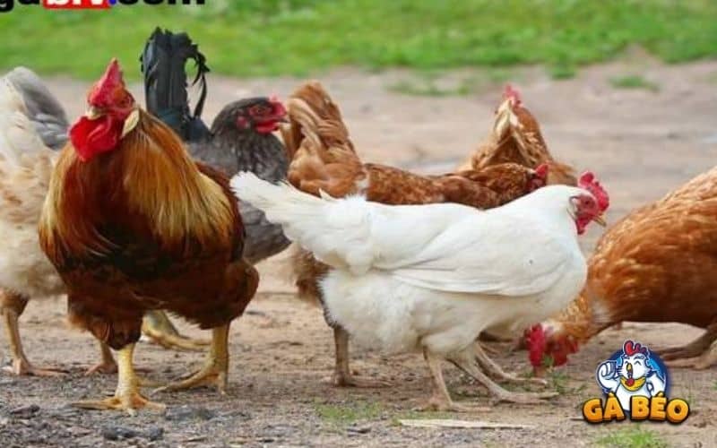 Khi gà ăn phải sỏi không phù hợp có thể ảnh thường đến hệ tiêu hóa Khi gà ăn phải sỏi không phù hợp có thể ảnh thường đến hệ tiêu hóa