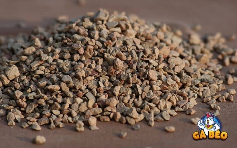 Nên chọn kích thước sỏi phù hợp với giai đoạn của gà Nên chọn kích thước sỏi phù hợp với giai đoạn của gà