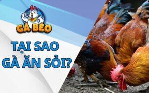 Tại Sao Gà Ăn Sỏi