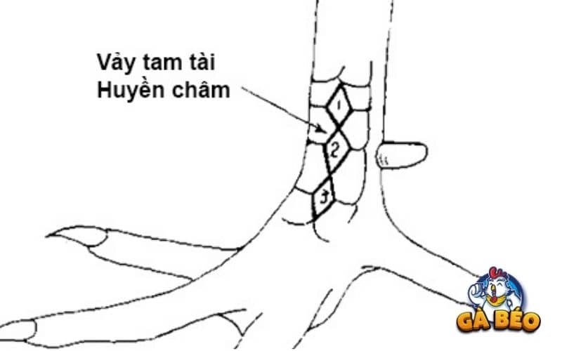 Vảy tam tài huyền trâm Vảy tam tài huyền trâm