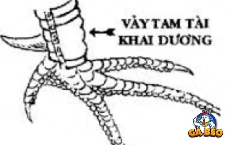 Vảy tam tài khai vương Vảy tam tài khai vương