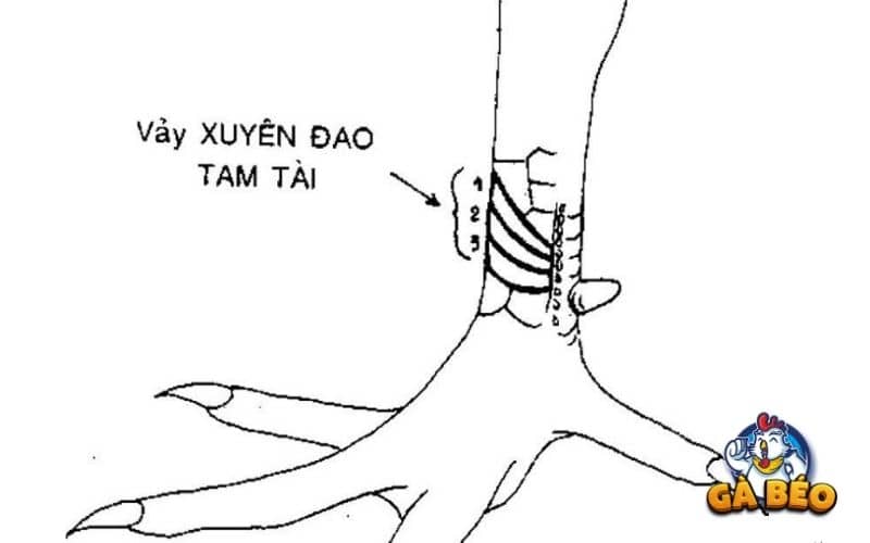 Vảy tam tài xuyên đao Vảy tam tài xuyên đao