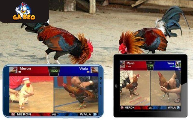 Cung cấp nhiều thông tin giúp bet thủ nắm rõ chiến kê Cung cấp nhiều thông tin giúp bet thủ nắm rõ chiến kê